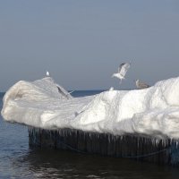 Чайки на море :: Рита Симонова