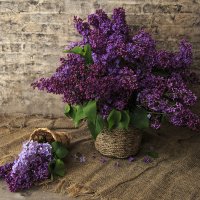 Сирень :: Владимир Гришин