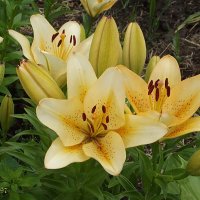 Лилии :: Freddy 97