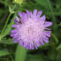 Цветок с украшением :: Freddy 97