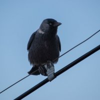 007 :: Sergei Vikulov