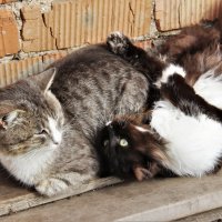 Весна :: Венера Чуйкова