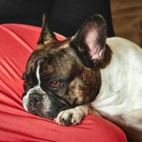 Матильда :: Александр Гапоненко