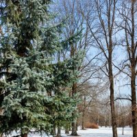 Весна. :: Владимир Безбородов Весна. :: Владимир Безбородов