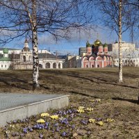 Первоцветы в Зарядье :: <<< Наташа >>> Первоцветы в Зарядье :: <<< Наташа >>>