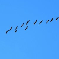 весна :: ИННА ПОРОХОВА