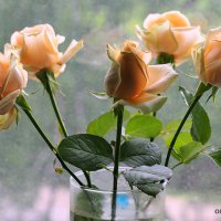 цветы для любимых :: Олег Лукьянов