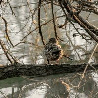 *** :: Игорь Протасов