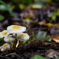 просто грибочки :: Ольга Косачова