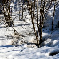 Снег и тени :: Светлана 