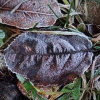 зимние сны :: Андрей Литов