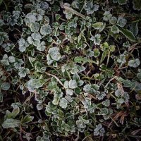 зимние сны :: Андрей Литов