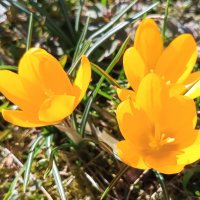 Крокус :: Сапсан