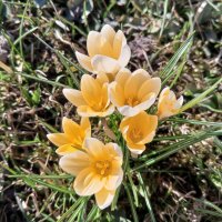 Крокус :: Сапсан