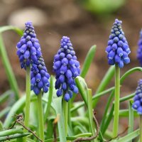 Весна идёт... :: Светлана Тихонина