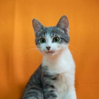 Ct :: Андрей Л. В.