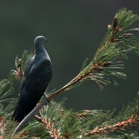 Гималайский вяхирь :: Yudong Liu