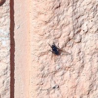 Вот и мухи проснулись :: Валерий Иванович