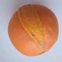 апельсин с заплаткой :: Елена Шаламова