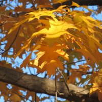 прекрасныый октябрь :: Елена Шаламова