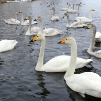 Кликуны на озере в марте :: Татьяна Лютаева