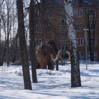 Мамонт в городе. :: Люба 