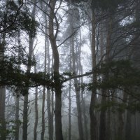 Туман :: Марина 