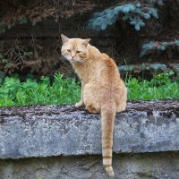 Рыжие кошки :: Рита Симонова