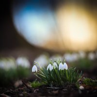 Вчерашние галантусы :: Игорь Шевченко