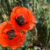 Природа Крыма :: Изумительная Космея