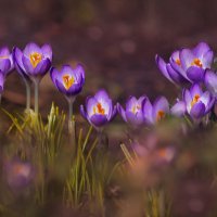 Встречая весну. :: Татьяна Бравая