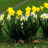 Весна(серия) :: Владимир Манкер