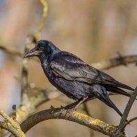 Грач. :: Sergey (Apg)