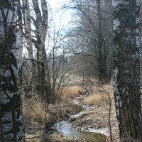 Звенят ручьи! :: Наталья Лунева