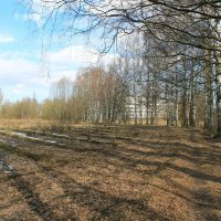 Весеннее настроение. :: Наталья Лунева 