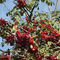 Рябина :: Freddy 97