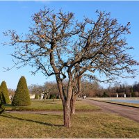 Яблоня :: Лия ☼