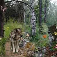 волк в лесу :: Екатерина Панова