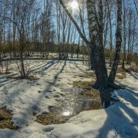 Сияет солнце в лужицах. :: Николай