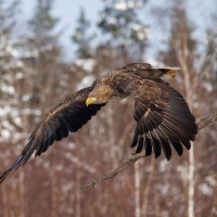 Орлан-белохвост :: Sergey38 