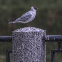 "Я памятник себе воздвиг...". :: Александр Максимов