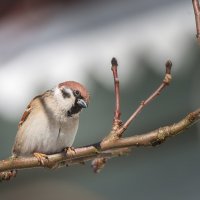 Воробей :: Alex Bush