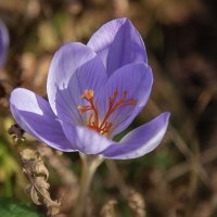 Крокус. :: Лилия *