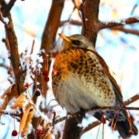 Настоящие дрозды :: Savayr 