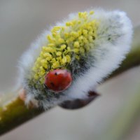 *** :: Надежда Куркина 