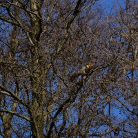 Рыжая красавица. :: Наталья Вязигина