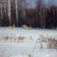 Весенние ритмы. Косуля Сибирская :: Barguzin_45 Иваныч