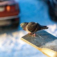 На посту :: Виктор Орехов