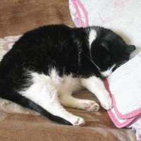 Уставший :: Людмила Смородинская