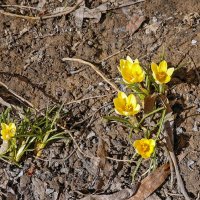 Первоцветы :: Валерий Иванович